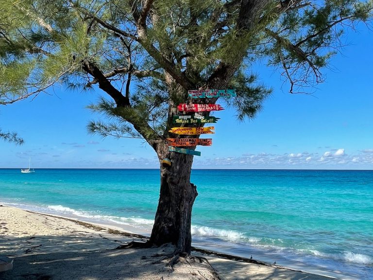 A large shady tree decorated with colorful hand-painted directional signs on the sandy shore of Radio Beach in Bimini, Bahamas, looking out at vibrant turquoise ocean water.